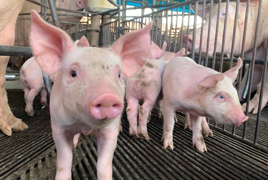Resultado foi obtido durante conclusão do 4º ciclo do Plano Integrado de Vigilância de Doenças de Suínos, realizado pela Agrodefesa, de fevereiro a junho deste ano (Foto: Agrodefesa)