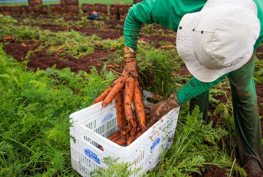 Agro goiano cria 2,7 mil empregos em janeiro de 2022 (Foto: Wenderson Araújo/Sistema CNA)