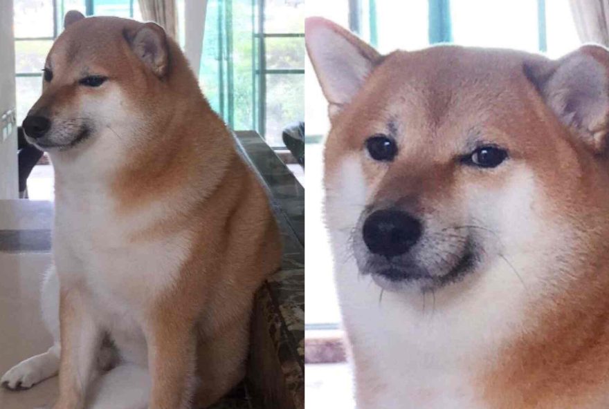 Morre Balltze, cachorro da raça shiba-inu que ficou famoso com memes na Internet