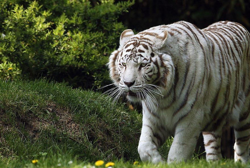 Big_cats_Tigers_White_526986_2560x1440