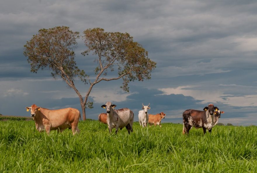 Objetivo é capacitar fiscais estaduais agropecuários para os protocolos de atendimento à notificação de suspeita de doença vesicular (Foto: Enio Tavares )