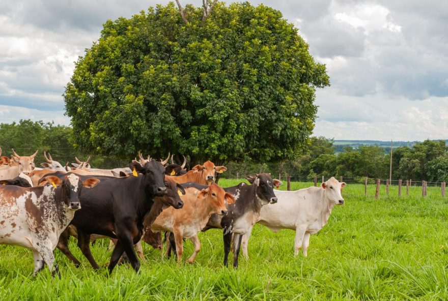 Reunião vai debater avanços na identificação e combate às duas zoonoses no Estado (Foto: Enio Tavares)