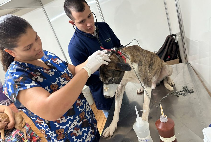 Prefeitura de Goiânia disponibiliza consultas veterinárias para cães e gatos na 6ª edição do Mutirão deste ano, no Jardim Abaporu | Foto: Wilton Morais