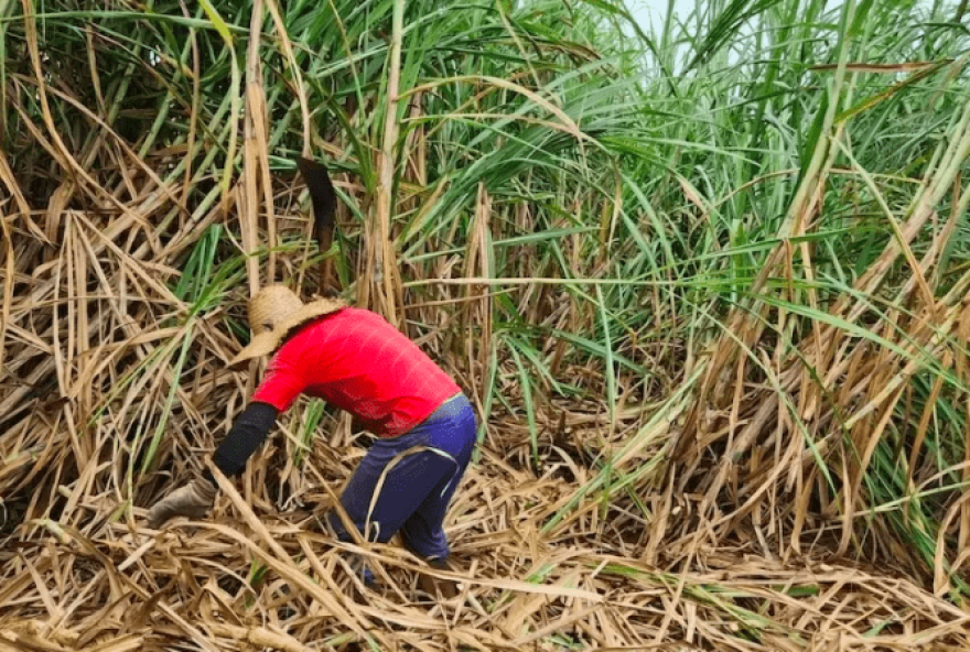 Brasil tem maior número de escravizados em 15 anos; maior resgate é em Goiás