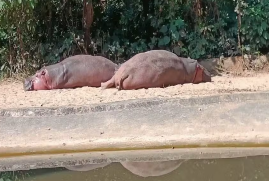 Vítima sofreu diversos ferimentos e teve membros esmagados pela fêmea. (Foto: Reprodução)