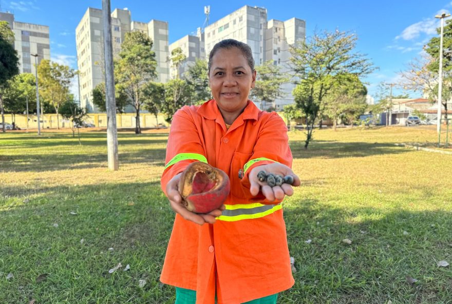 Prefeitura de Goiânia amplia produção de mudas nos viveiros, com coletas de sementes em praças, parques e canteiros: coleta gera economia aos cofres públicos, já que a necessidade de compra de sementes e mudas diminui consideravelmente (Foto: Luciano Magalhães)