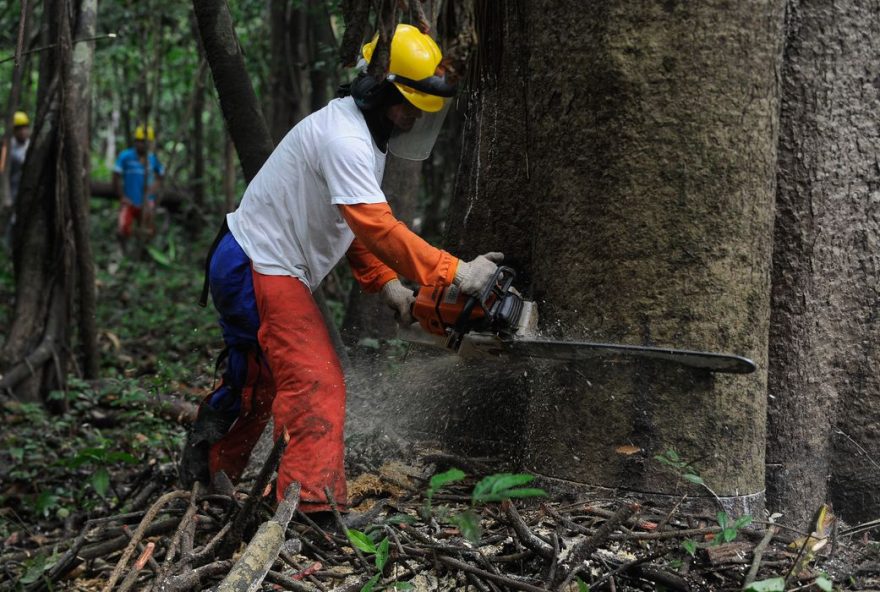 Ao término das atividades de fiscalização, os órgãos responsáveis apresentarão os resultados desta edição da Operação Mata Atlântica em Pé (Foto: Agência Brasil)