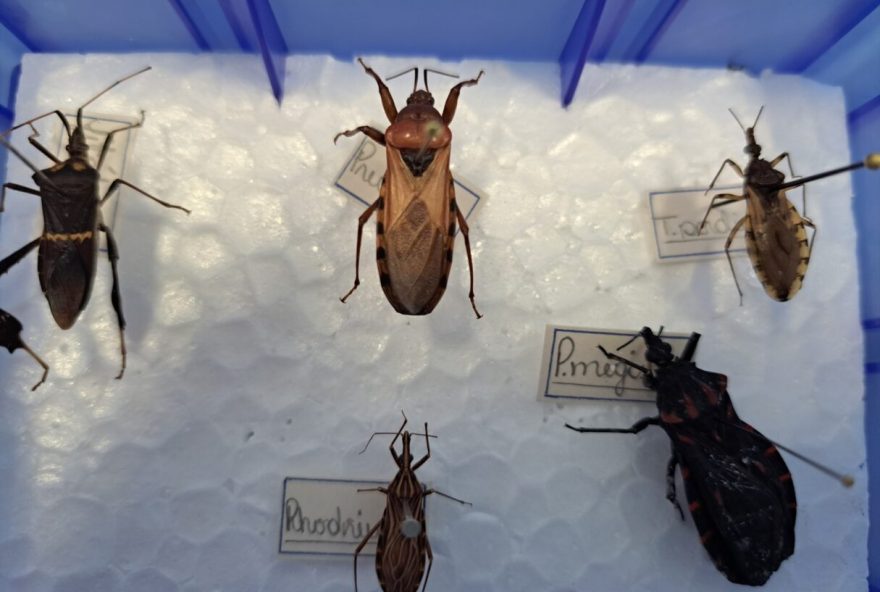 Barbeiro, nome popular do Triatoma infestans, pode transmitir a doença de Chagas (Foto: Riva Kran)