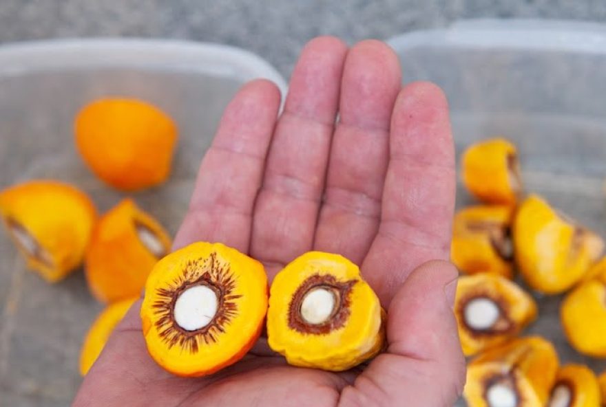 Pequi modificado tem o mesmo sabor marcante e tamanhos variados, sendo a única diferença a ausência de espinhos. (Foto: Ênio Tavares)