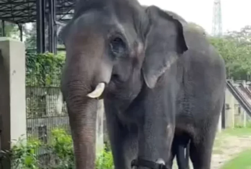 Elefante que perdeu pata na infância ganha nova prótese