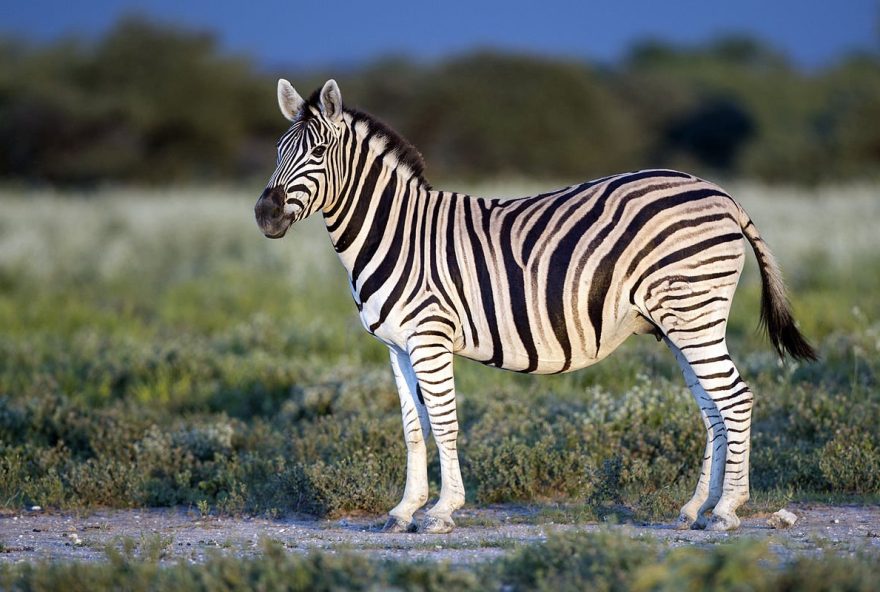 Equus_quagga_burchellii_-_Etosha,_2014