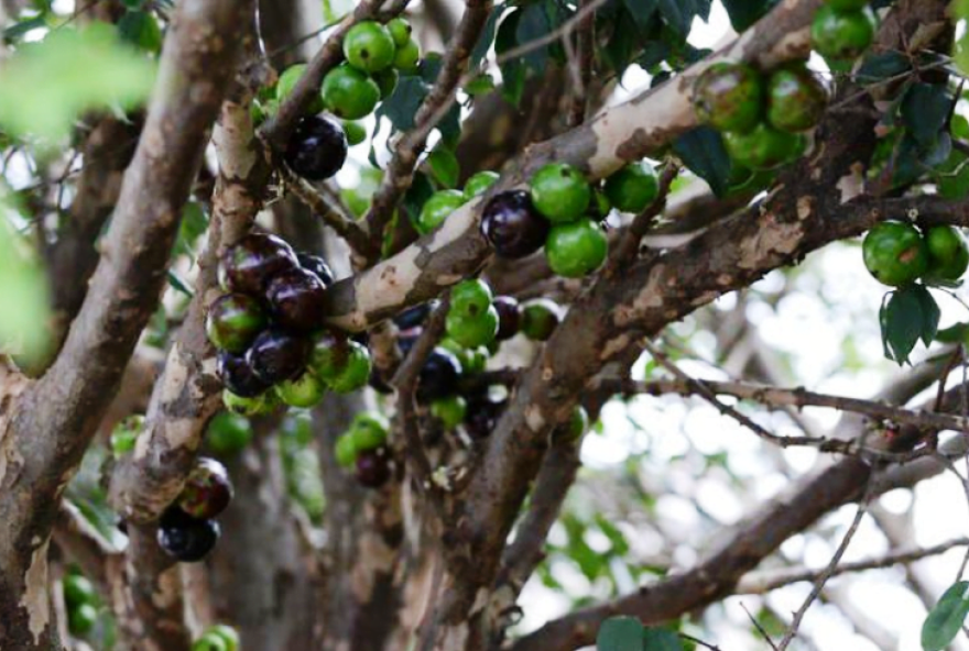 Extrato da casca da jabuticaba foi usado na pesquisa. / Foto: Divulgação. / Embrapa.