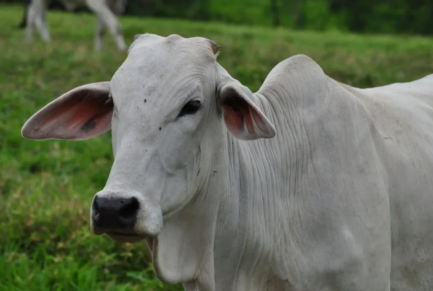 Pecuaristas de 119 municípios têm também até o dia 30/06 para fazer a declaração de vacina contra raiva de herbívoros (Foto: Flávia Fiorini/Embrapa)