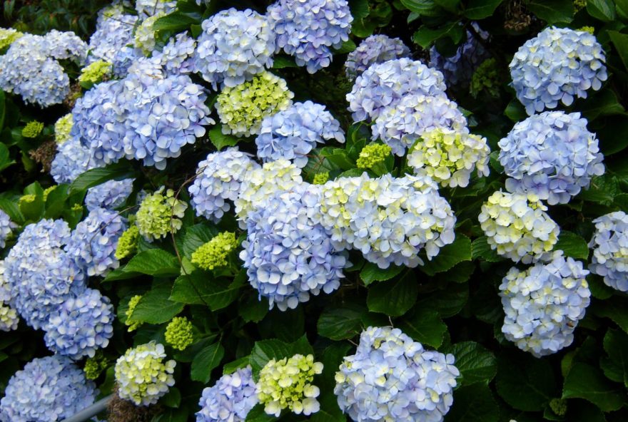 Hortênsia-–-Hydrangea-macrophylla