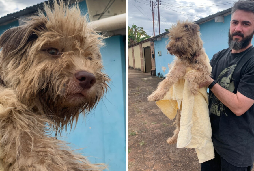 Idosa é presa por maltratar cadela com fio de arame