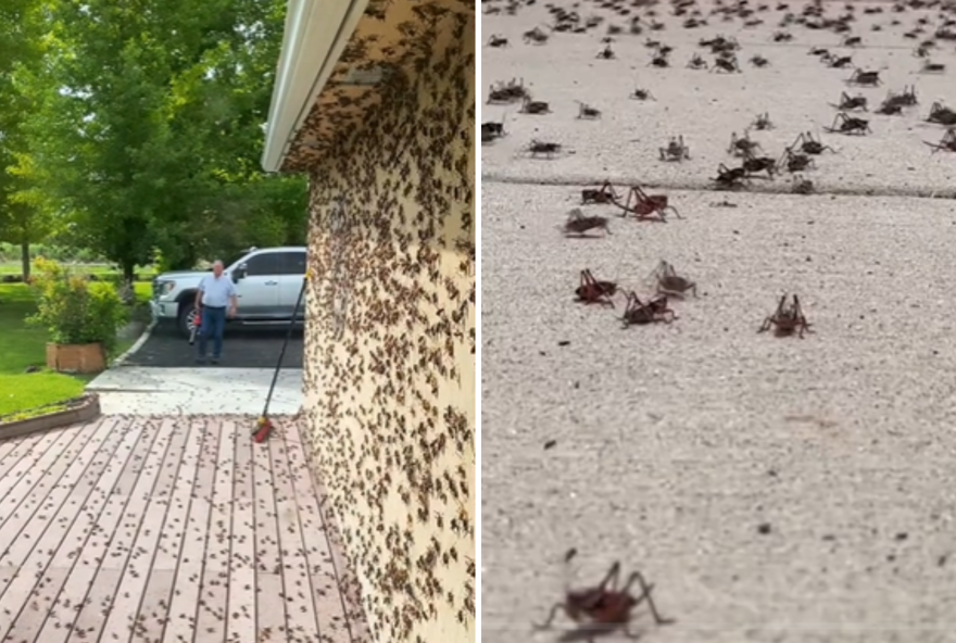 Casa nos EUA é infestada por insetos