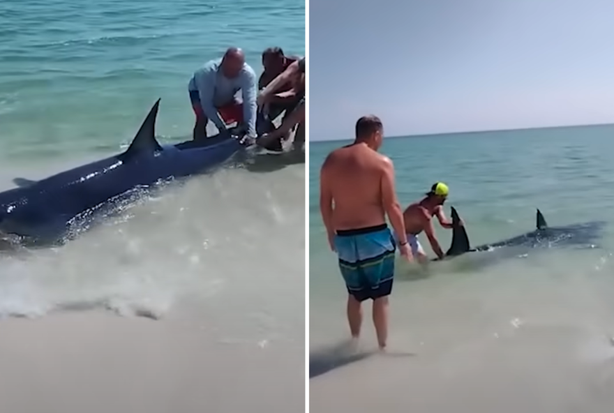 Tubarão encalhado na praia é salvo por banhistas na Flórida (EUA)