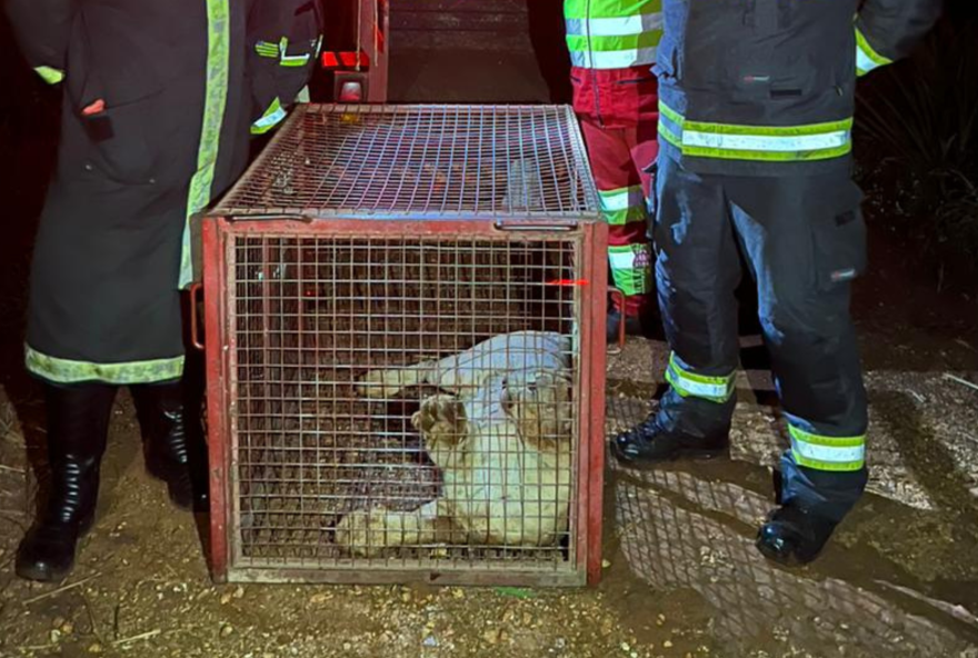 Onça-parda é resgatada por Corpo de Bombeiros após ser atropelada na BR-080