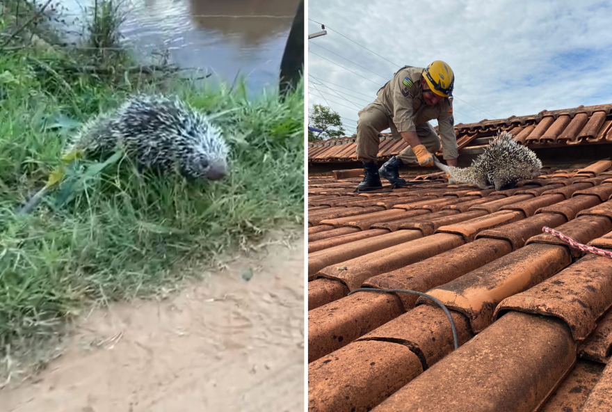 Ouriço é encontrado em cima de telhado em Pires do Rio