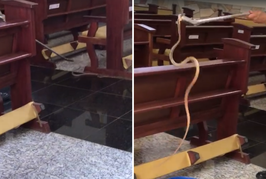 Cobra-cipó é encontrada dentro de igreja em Niquelândia