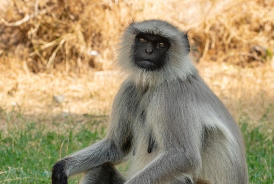 Menino de 10 anos tem seu intestino arrancado por macacos langures na Índia