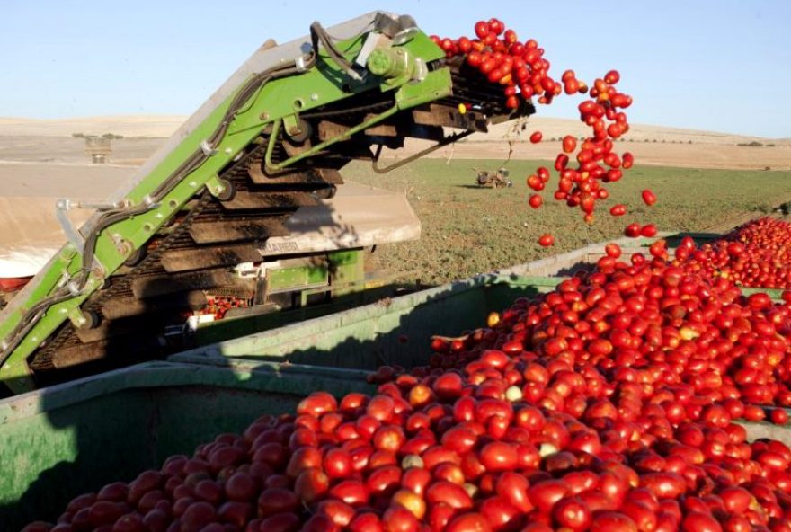 Estado conquistou o topo do ranking nacional na produção de girassol, sorgo e tomate (Foto: Seapa)