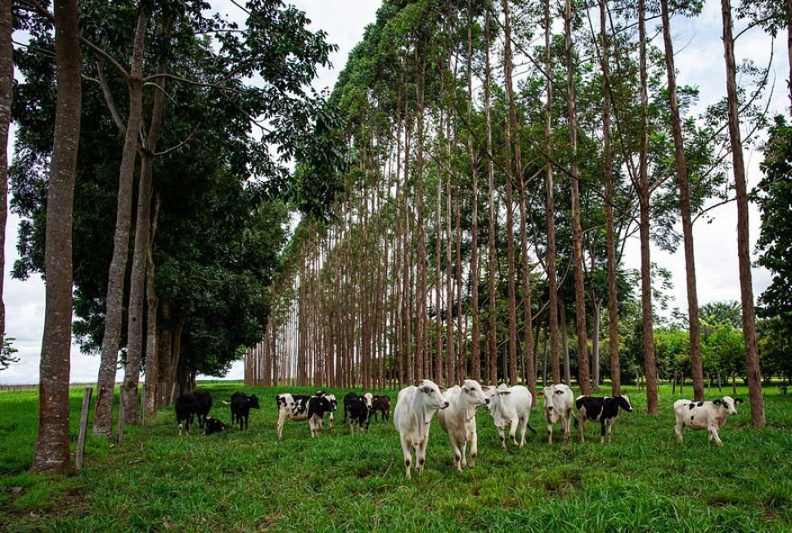 Por meio da cooperação, devem ser desenvolvidas atividades conjuntas para ampliar a área ocupada com sistemas de ILPF em Goiás (Foto- Wenderson Araujo - Trilux - CNA)