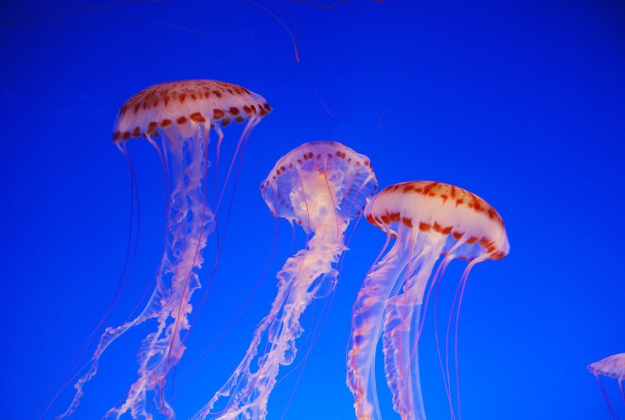 Jellyfish-sea-animal-blue-water_2880x1800