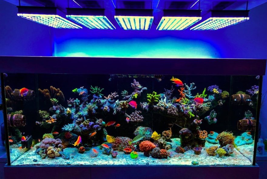 LED-Aquarium-lighting-Orphek-Atlantik69