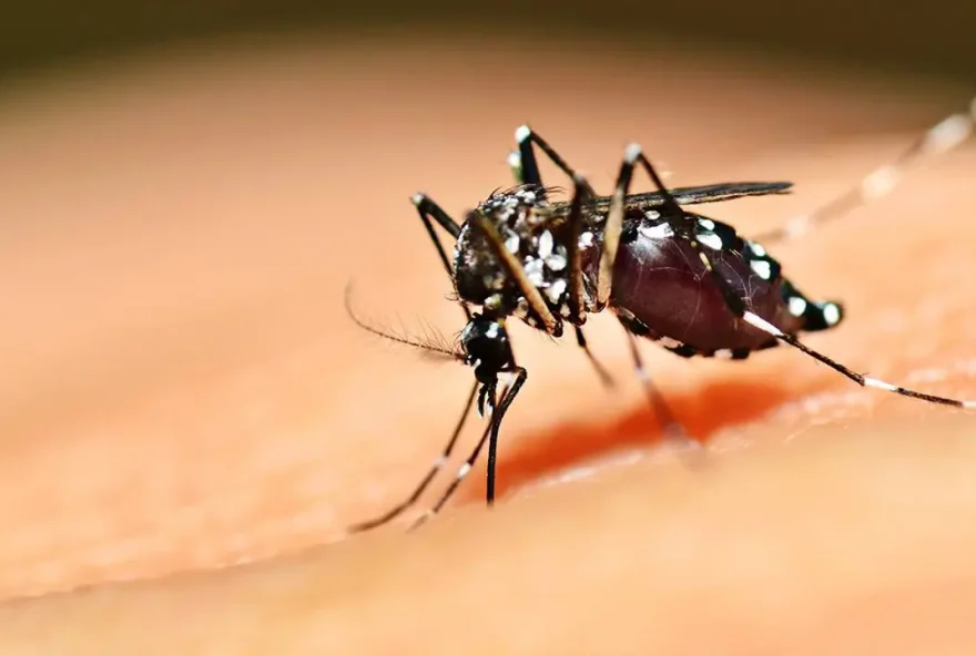 MOSQUITO-AEDES-AEGYPTI-TRANSMISSOR-DA-DENGUE-ZIKA-E-CHICUNGUNYA.jpg