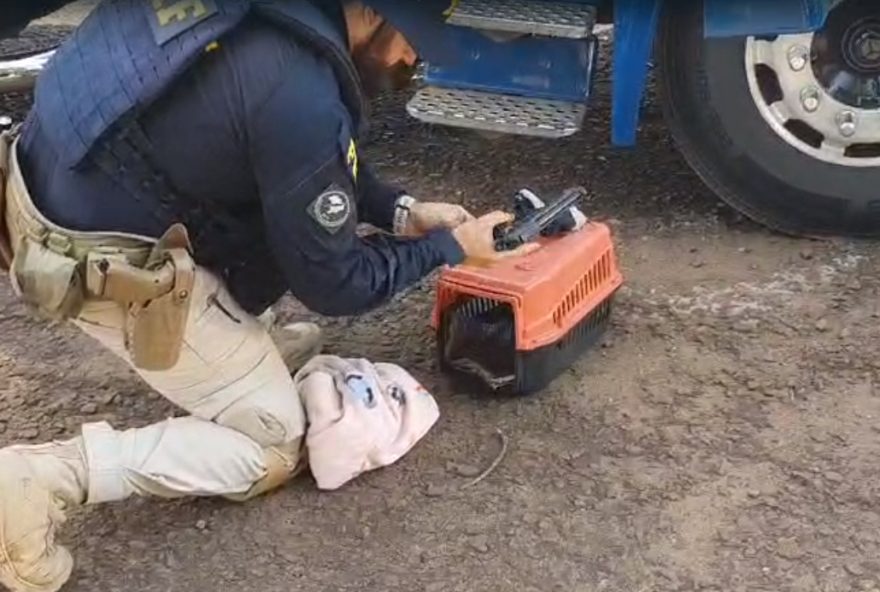 A pistola calibre .380 e as munições apreendidas dentro da casinha de cachorro escondida no caminhão (Foto: reprodução de vídeo/PRF-GO)