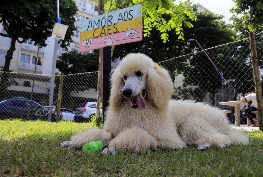 Parcão-cães