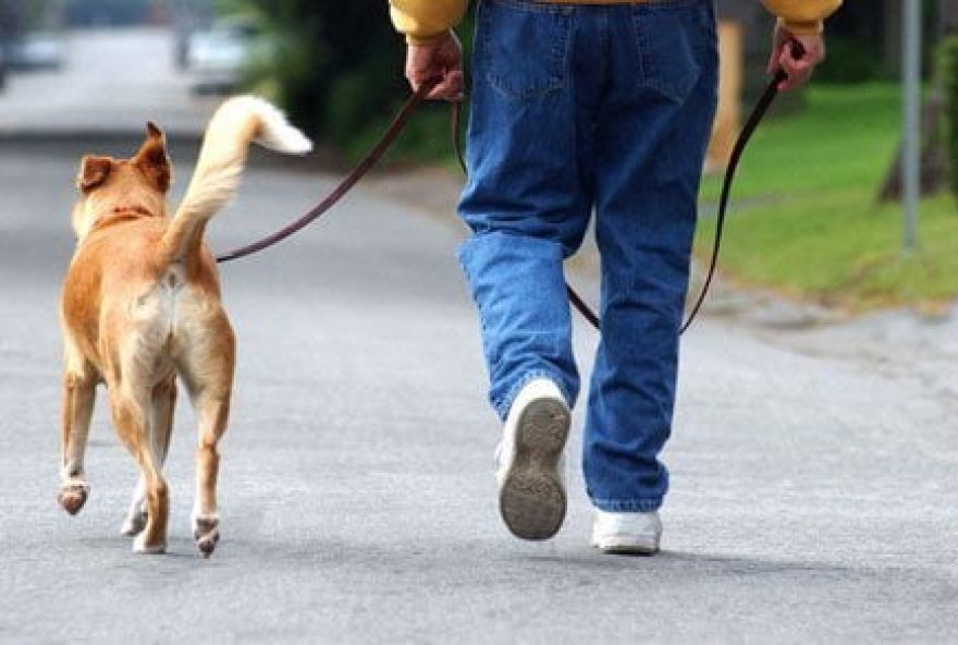 Passear-com-cachorro