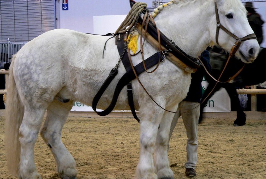 Percheron_3_stehend_rechts