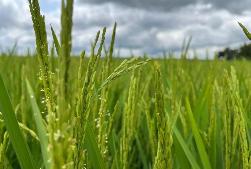 Estimativa é de que estado se mantenha como o sexto maior produtor do grão no país (Foto: Seapa-GO)