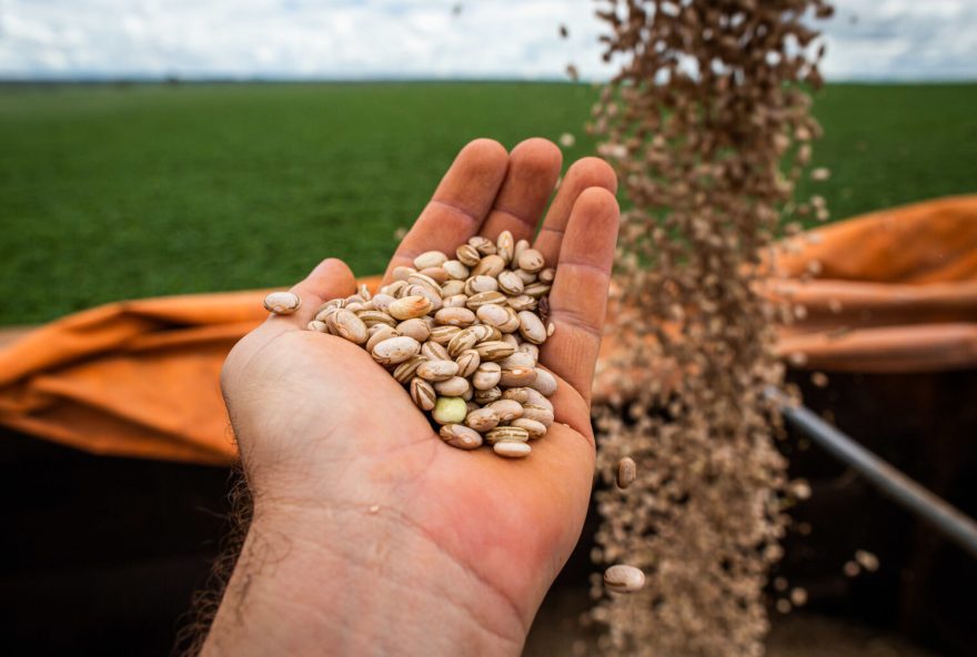 Com segunda maior produtividade média do Brasil, Goiás se destaca com Cristalina na produção total. Flores de Goiás e Formosa se sobressaem como municípios líderes em rendimento nas lavouras (Foto: Wenderson Araújo)