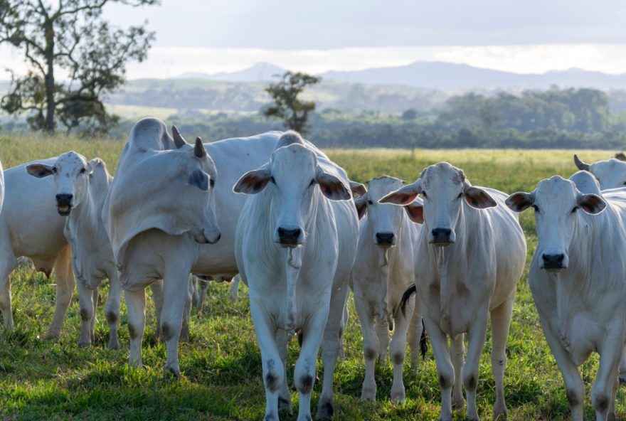 Balança comercial goiana registra alta de 19,5% nas exportações em 2023
Agronegócio mantém protagonismo nos números do comércio exterior de Goiás 
(Foto 1: Leônidas Santana / Getty Images)