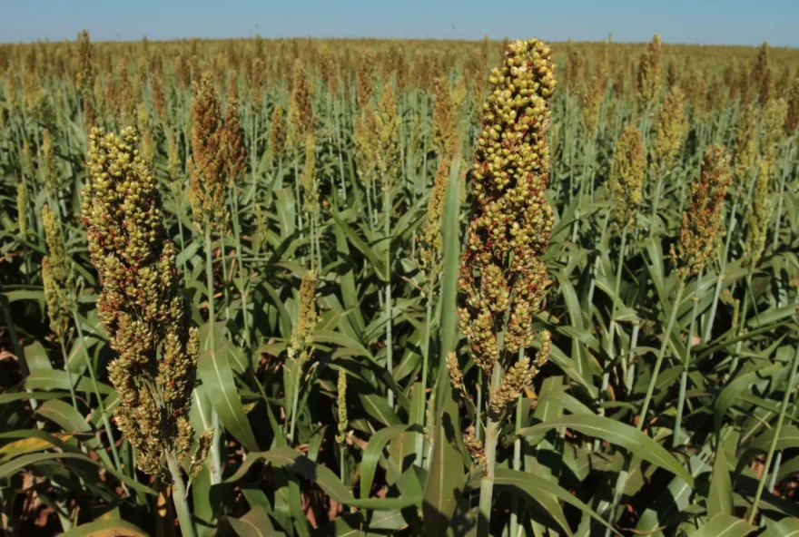 Um dos produtos de destaque foi o sorgo, cujas exportações do estado ocuparam o primeiro lugar no ranking nacional (Foto: Seapa)