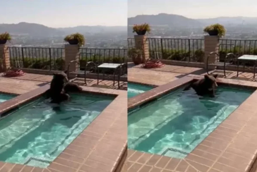 O usrso se refrescando na piscina 
(Foto: Reprodução)