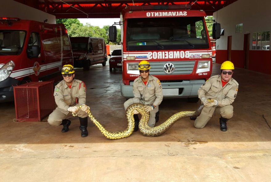 Sucuri capturada em Quirinópolis/ Foto: Divulgação Corpo de Bombeiros