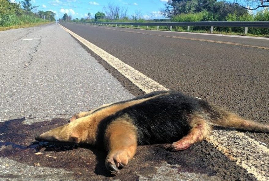 Animais invadem pistas procurando refúgio em outras regiões. (Foto: Reprodução/Internet)