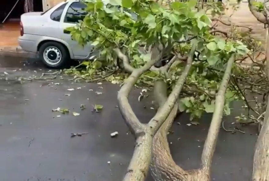 Árvore caída sobre carros.