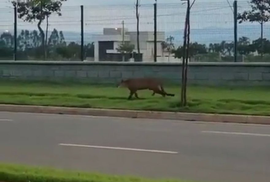 Onça parda andando livremente em Senador Canedo