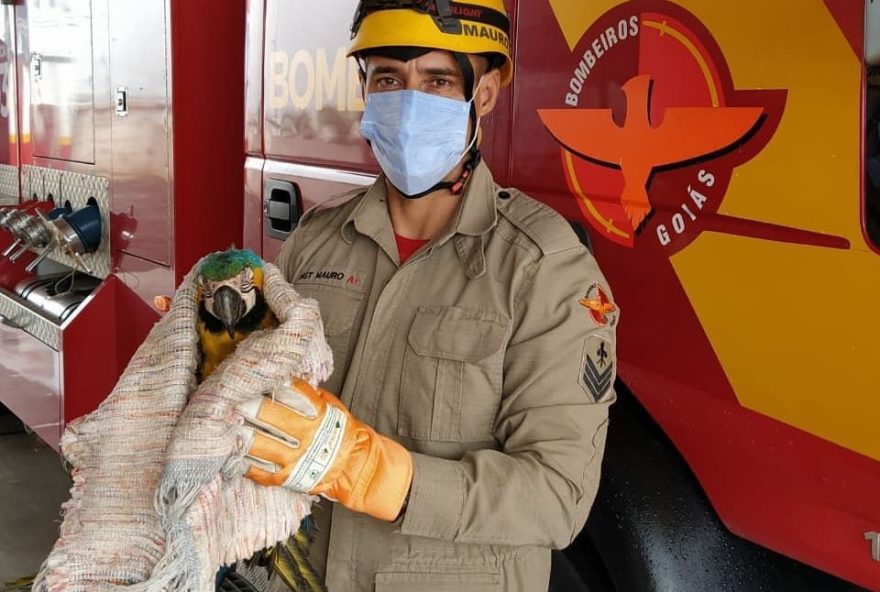 Bombeiros resgatam arara na cozinha de uma casa em Cristalina