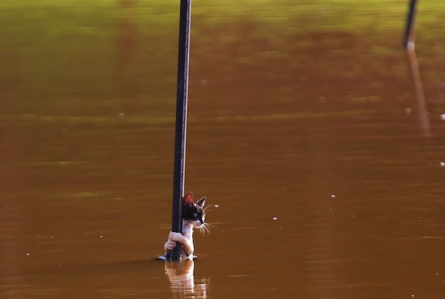 Corpo de bombeiros resgata gato em parque Vaca Brava