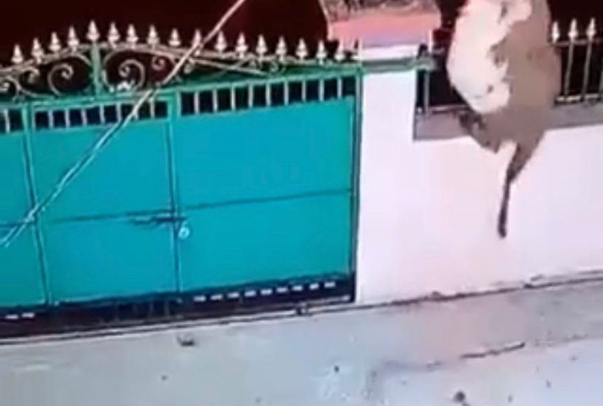 Vídeo: Onça pintada invade casa e leva cachorro como presa