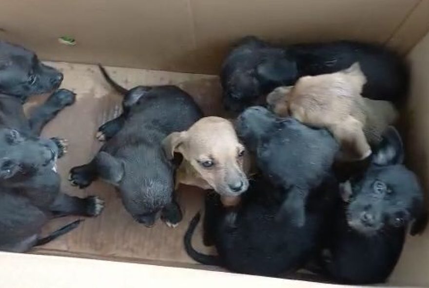 Filhotes de cachorro são abandonados em abrigo com surto de cinomose, em Goiânia