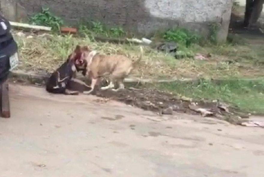 Pitbull atacando o outro animal / Foto: Reprodução