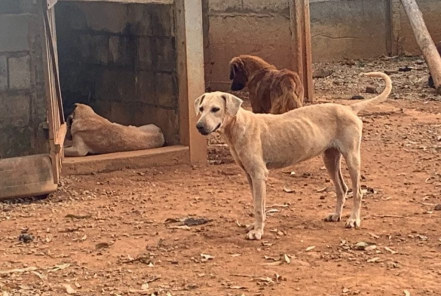 Vídeo: Canil municipal de Goiandira é encontrado completamente abandonado