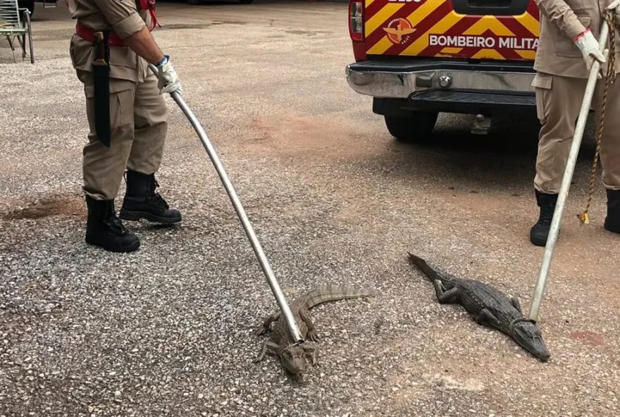 Todos os 59 jacarés capturados foram através de uma operação realizada desde de outubro de 2021 com apoio da prefeitura da cidade.